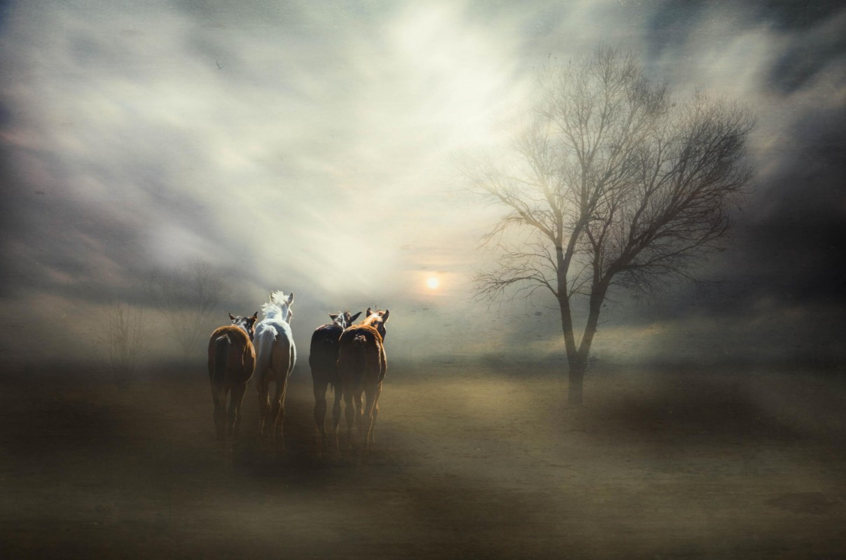 Afbeeldingen van For tomorrow may rain, so we'll follow the sun...