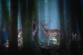 Obrázok z Deers