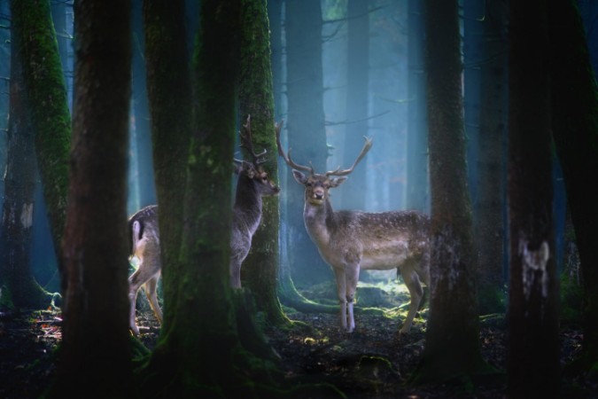 Picture of Deers