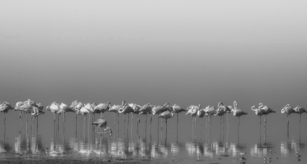 Comrades at cleaning time photowallpaper Scandiwall