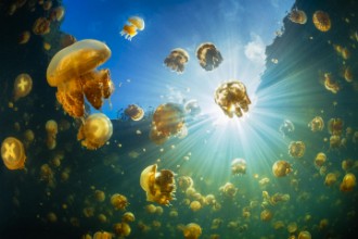 Ritratt ta’ Sunlight and jellyfish