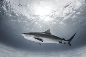 Picture of Tiger Rays