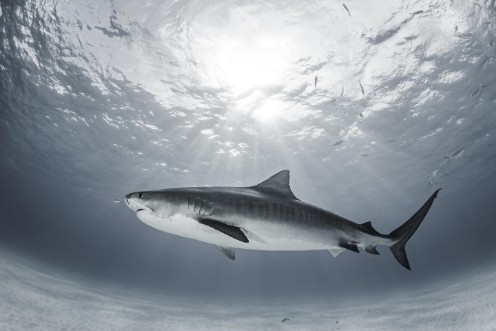 Picture of Tiger Rays