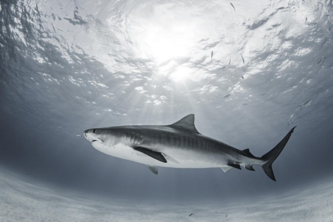 Picture of Tiger Rays