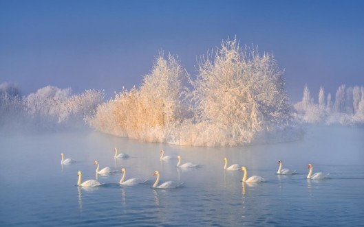 Swan lake photowallpaper Scandiwall