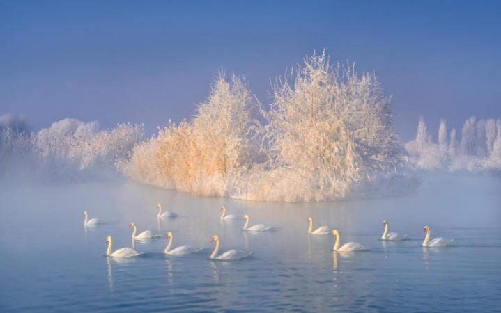 Swan lake photowallpaper Scandiwall