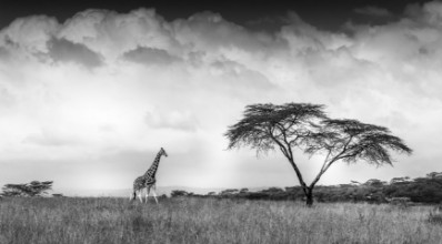 Picture of And I Dreamt of Africa