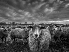 Imagem de Only sheep