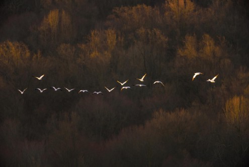 Picture of Morning mood