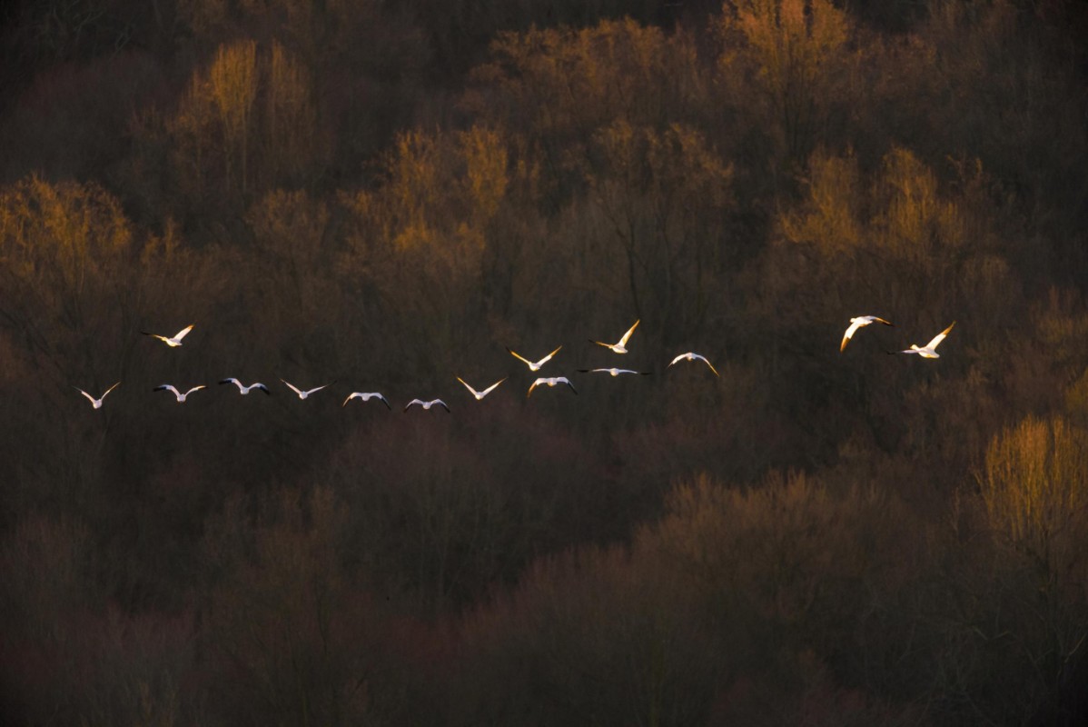 Picture of Morning mood