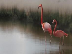 Immagine di So zen...