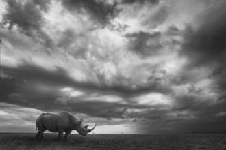 Bild von Rhino land