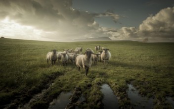 Image de Sheep