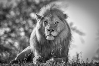 Bild vun Monochromatic lion king