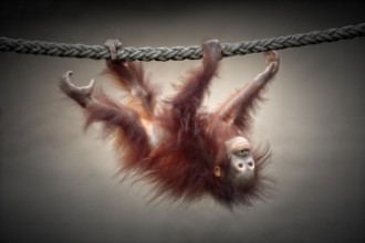 Immagine di DON'T MURDER OUR PRIMEVAL FORESTS