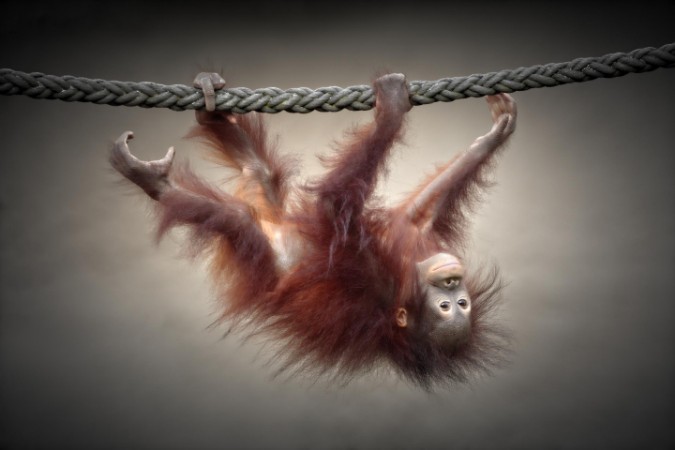 Picture of DON'T MURDER OUR PRIMEVAL FORESTS