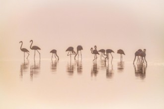 Attēls Flamingos in the mist