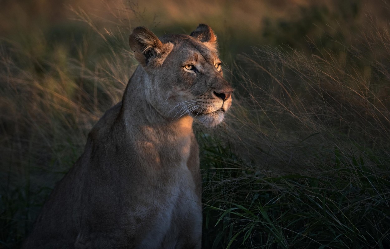 Picture of Lioness in the Morning