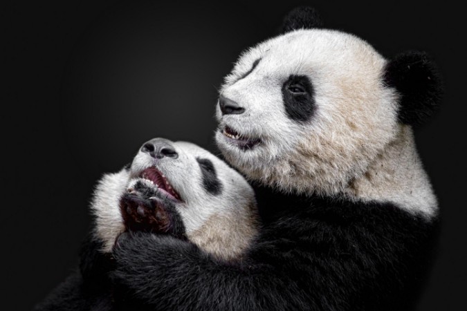 Picture of Pandas