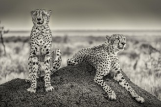 Attēls Two Cheetahs watching out