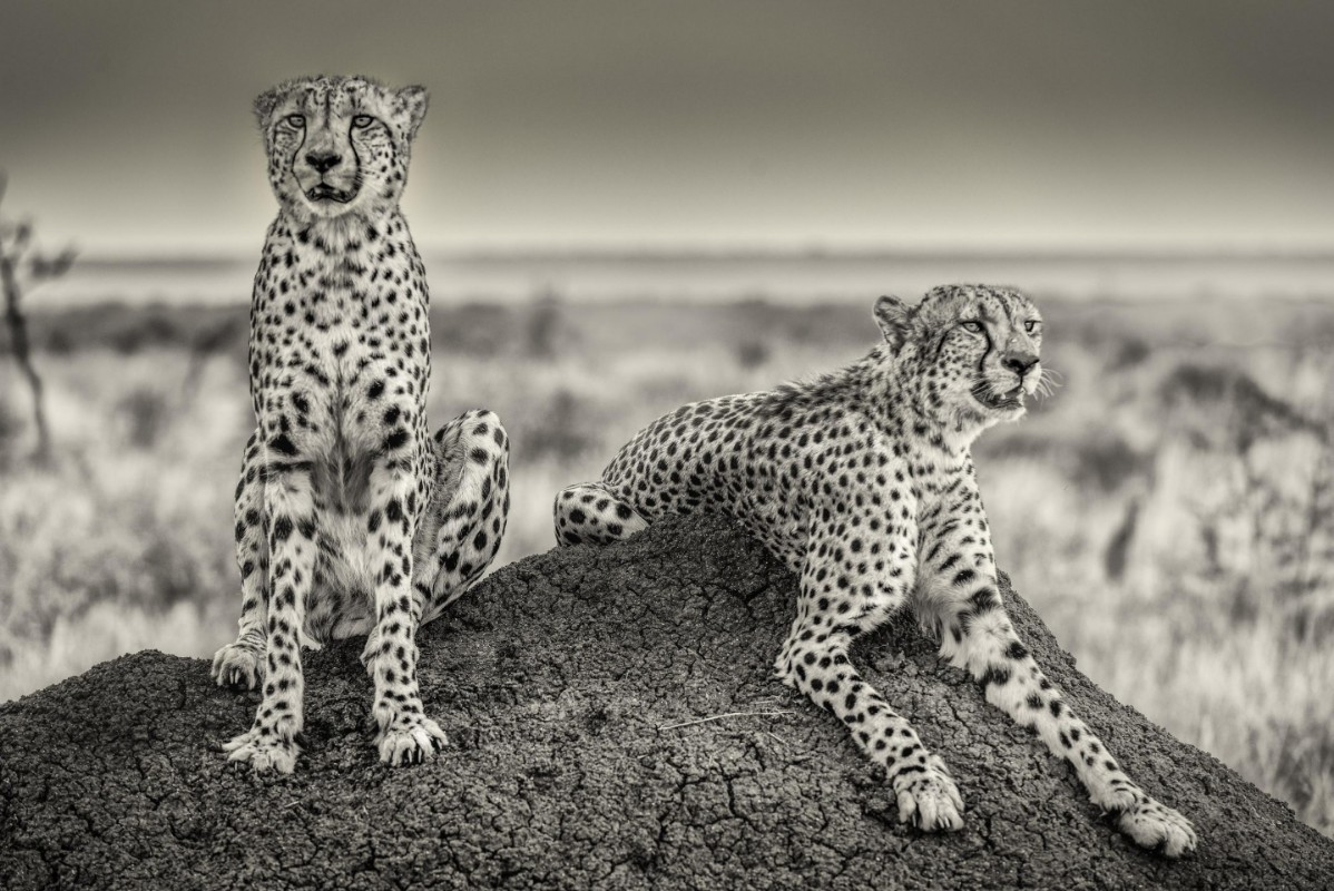 Picture of Two Cheetahs watching out