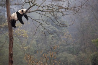 Image de Lazy Panda