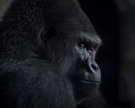 Picture of Gorilla blikk