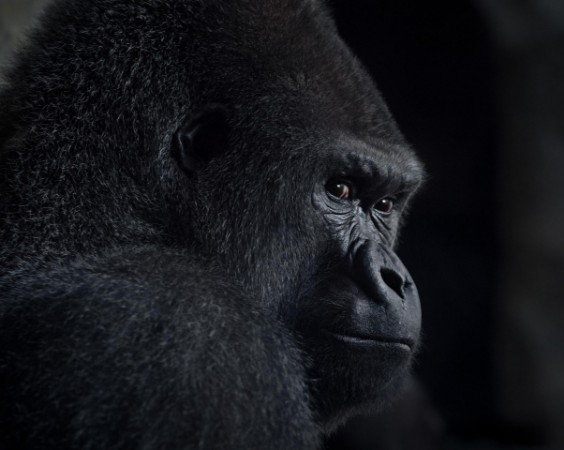 Picture of Gorillan katse