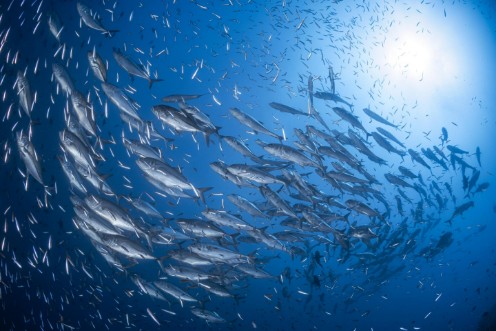 Picture of A school of trevaly