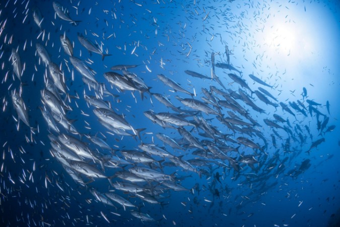 Image de A school of trevaly