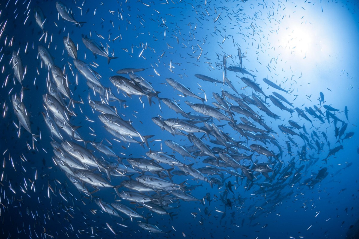 Picture of A school of trevaly