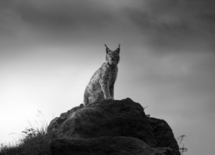 Obrázek Lynx drama.