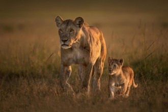 Bild von Mom lioness with cub