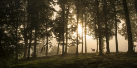 Снимка на Deer in the morning mist.