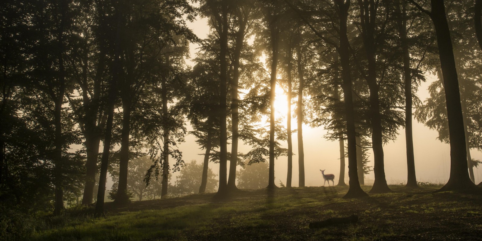 Picture of Deer in the morning mist.