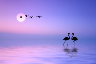 Flying flamingo paveikslėlis