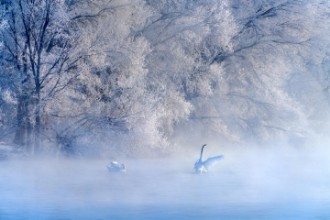 Obrázek Swan lake