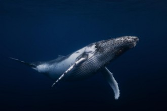 Bild vun Humpback whale in blue