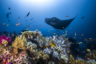 Pilt Reef Manta ray