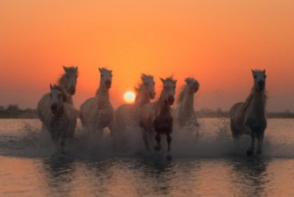 Bild von Sunset in Camargue