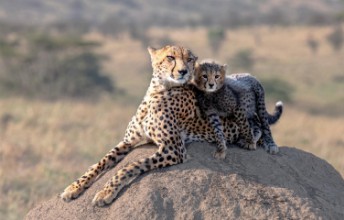 Obrázok z Cheetah and cub