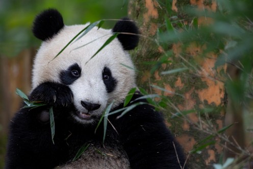 Picture of Bambustid