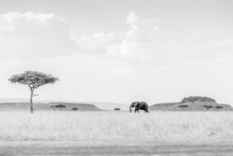 Bild von HIGH KEY SAVANNAH