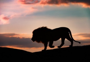 Bild von Sunset in the Serengeti
