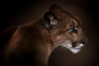 Picture of Puma