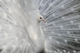 Image de As white as snow
