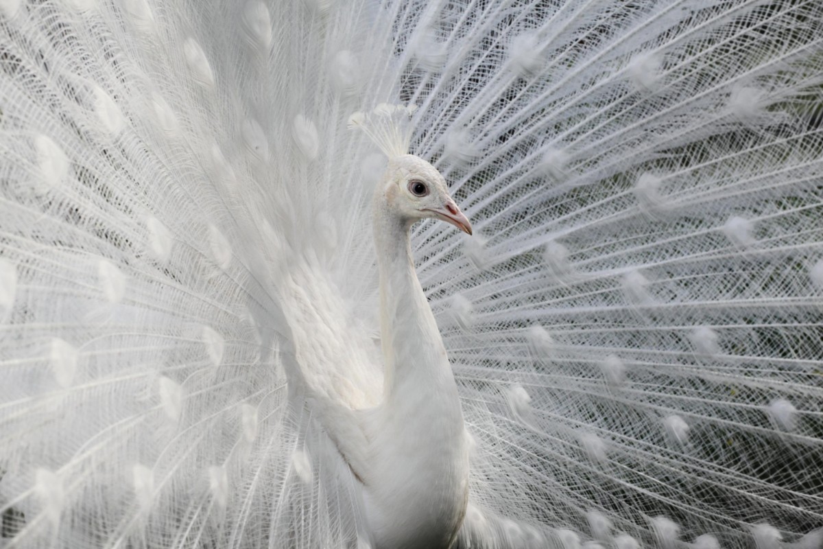 Picture of As white as snow