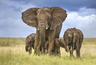Bild vun Elephant mom protecting her calves