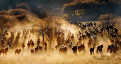 Bild vun Horses