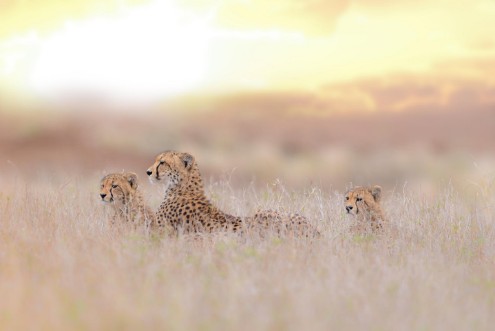 Picture of Cheetah family